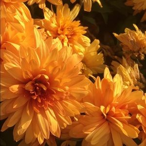 Meet your Posher, Catherine